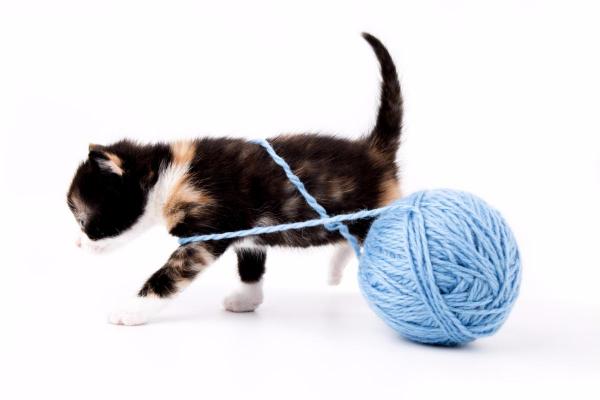 11 facts om din kats fysik